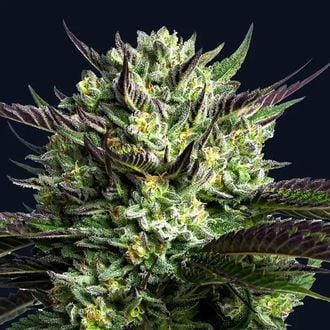 Wham Boom (Anesia Seeds) Feminized