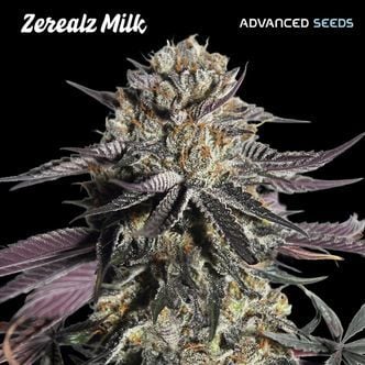 Zerealz Milk (Advanced Seeds) feminisiert