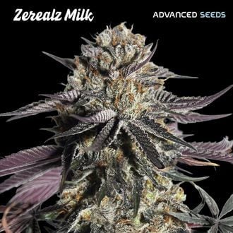 Zerealz Milk (Advanced Seeds) feminisiert