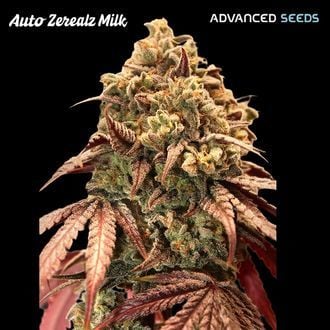 Auto Zerealz Milk (Advanced Seeds) feminisiert