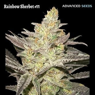 Rainbow Sherbet #11 (Advanced Seeds) Feminized