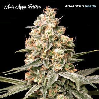 Auto Apple Fritter (Advanced Seeds) feminisiert