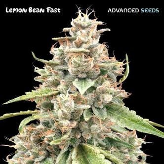 Lemon Bean Fast (Advanced Seeds) Feminized