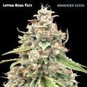 Lemon Bean Fast (Advanced Seeds) feminisiert