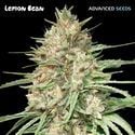 Lemon Bean (Advancd Seeds) feminisiert