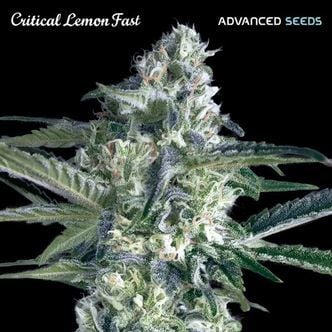 Critical Lemon Fast (Advanced Seeds) feminized