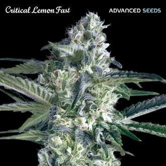 Critical Lemon Fast (Advanced Seeds) feminisiert