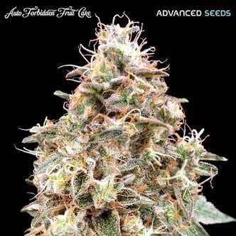 Auto Forbidden Fruit Cake (Advanced Seeds) feminisiert