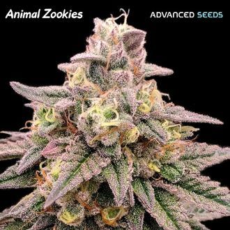 Animal Zookies (Advanced Seeds) feminized