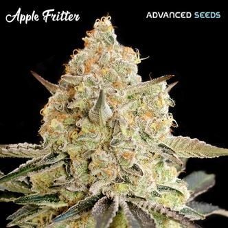 Apple Fritter (Advanced Seeds) feminized