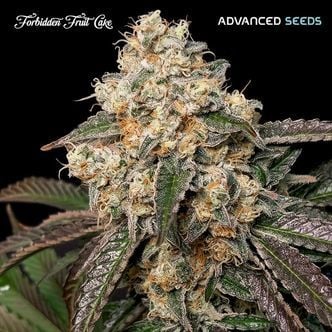 Forbidden Fruit Cake (Advanced Seeds) Feminized