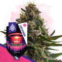 Galactic Delights Pack - Feminized Strains