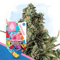 Club Tropicana Pack - Feminized Strains