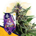 Classic Legends Pack - Feminized Strains