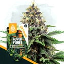 Classic Legends Pack - Feminized Strains