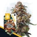 Wild Things Pack - Feminized Strains