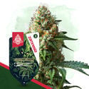 Wild Things Pack - Feminized Strains