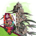 Wild Things Pack - Feminized Strains