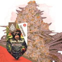 Full Throttle Pack - Feminized Strains