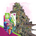 Rare Gems Pack - Feminized Strains