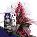 Landrace Pack - feminisierte Sorten