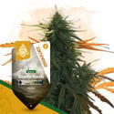 Landrace Pack - feminisierte Sorten