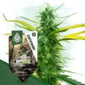 Landrace Pack - feminisierte Sorten