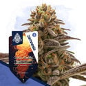 Galactic Delights Pack - Autoflowering Sorten