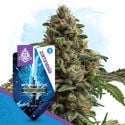 Galactic Delights Pack - Autoflowering Sorten