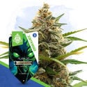 Galactic Delights Pack - Autoflowering Sorten