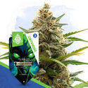 Galactic Delights Pack - Automatic Strains