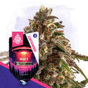 Galactic Delights Pack - Autoflowering Sorten