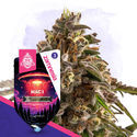 Galactic Delights Pack - Automatic Strains