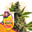 Club Tropicana Pack - autoflowering Sorten