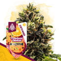 Club Tropicana Pack - autoflowering Sorten