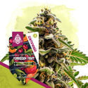 Club Tropicana Pack - autoflowering Sorten