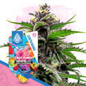 Club Tropicana Pack - autoflowering Sorten