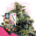 Club Tropicana Pack - autoflowering Sorten