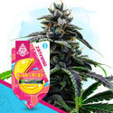 Classic Legends Pack - autoflowering Sorten