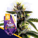 Classic Legends Pack - autoflowering Sorten