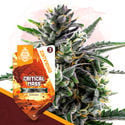 Classic Legends Pack - autoflowering Sorten