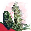 Wild Things Pack - Automatic Strains