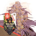 Full Throttle Pack - Automatic Strains