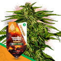 Super Potency Pack - F1 Hybrid Seeds