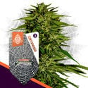 Super Potency Pack - F1 Hybrid Seeds