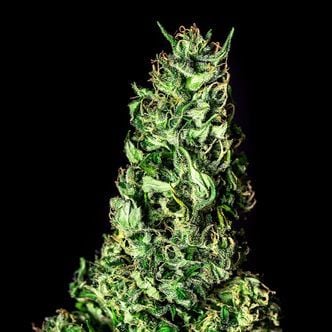 Moby Dick (Kannabia) feminized