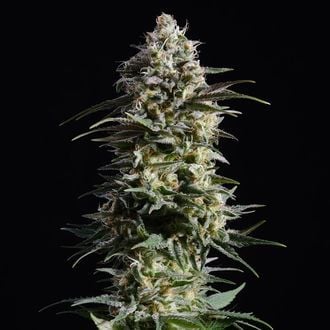 Pure Skunk Go Fast (Kannabia) feminized