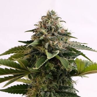 Amnesia Dream XL Auto (Kannabia) feminisiert