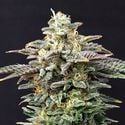 Cherry Dream (Kannabia) feminized