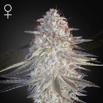 Super Lemon Haze x Pink Candy (Greenhouse Seeds) feminisiert